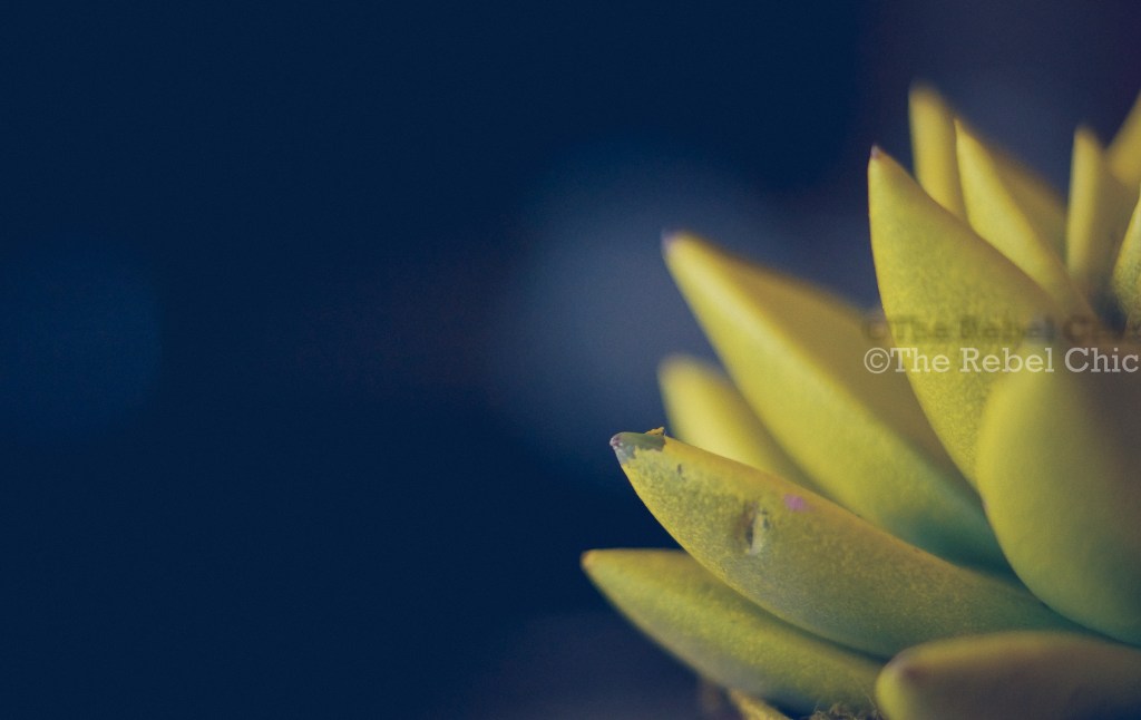 Shut Up! I love&nbsp;them!