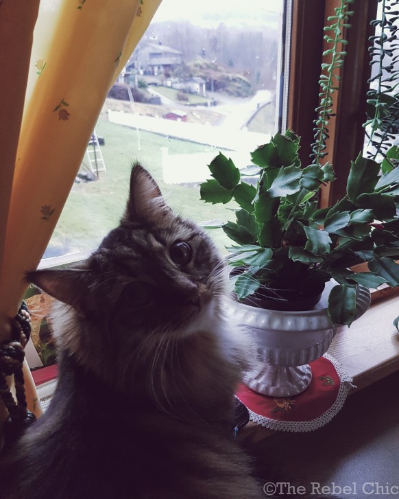 IMG_20171227_232310_262