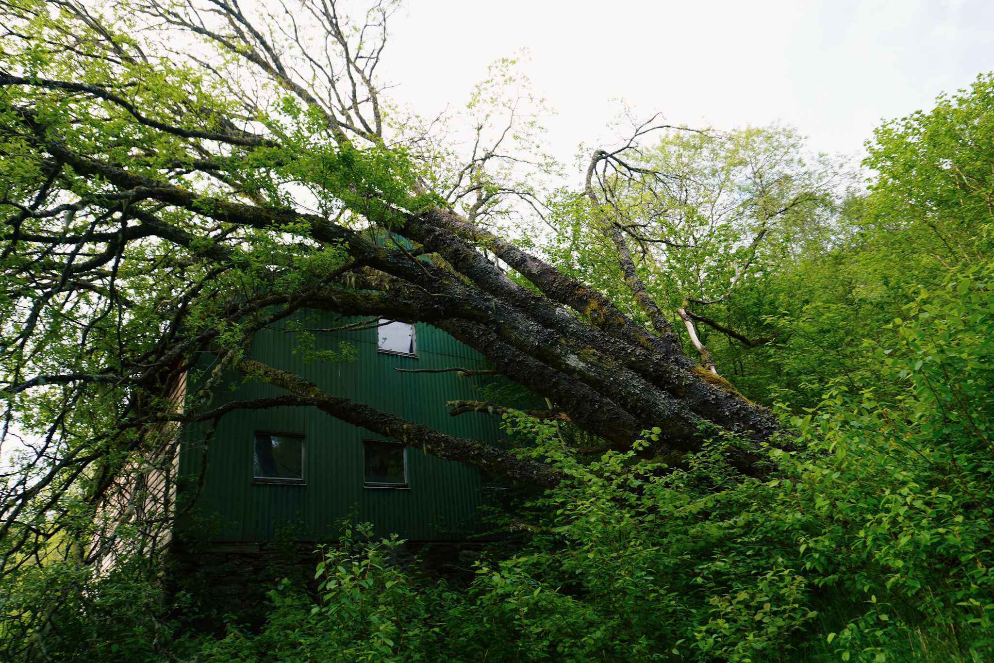 Fallen Tree